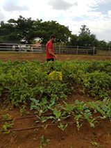 Image may contain: plant, tree, sky, cloud, grass, outdoor and nature